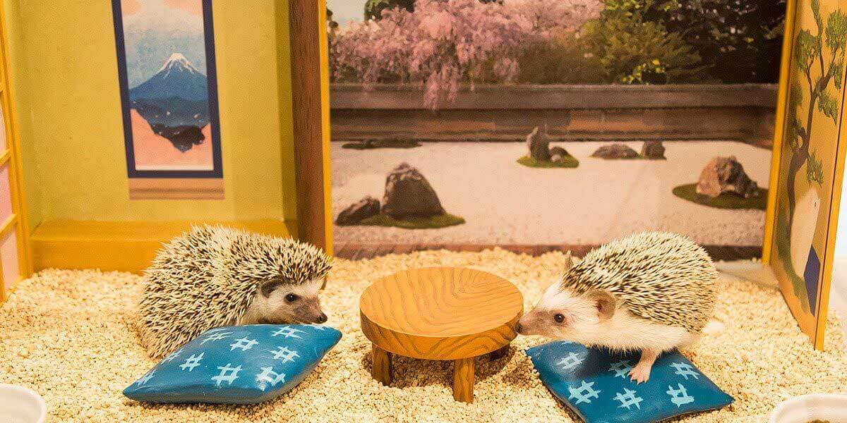Chikuchikucafe Hedgehog Home And Cafe In Shibuya