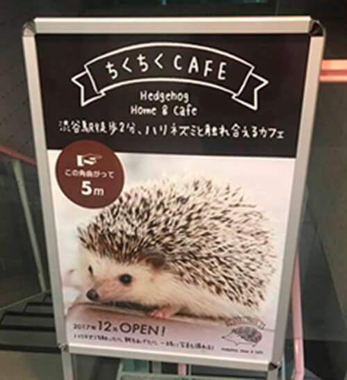 ハリネズミ専門カフェ ちくちくcafe 東京 渋谷