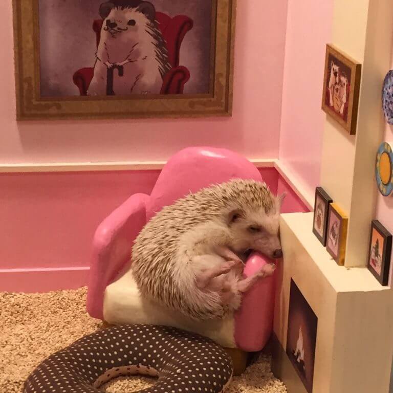 ハリネズミにキャットフードを与えることの長所と短所