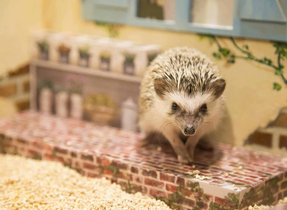 ハリネズミ専門カフェ ちくちくcafe 東京 渋谷